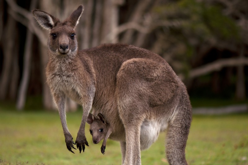 Les Animaux D Australie Page 2 Sur 4 PVTistes