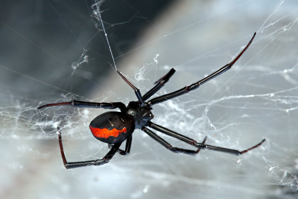 WHV_PVT_Australie_Redback