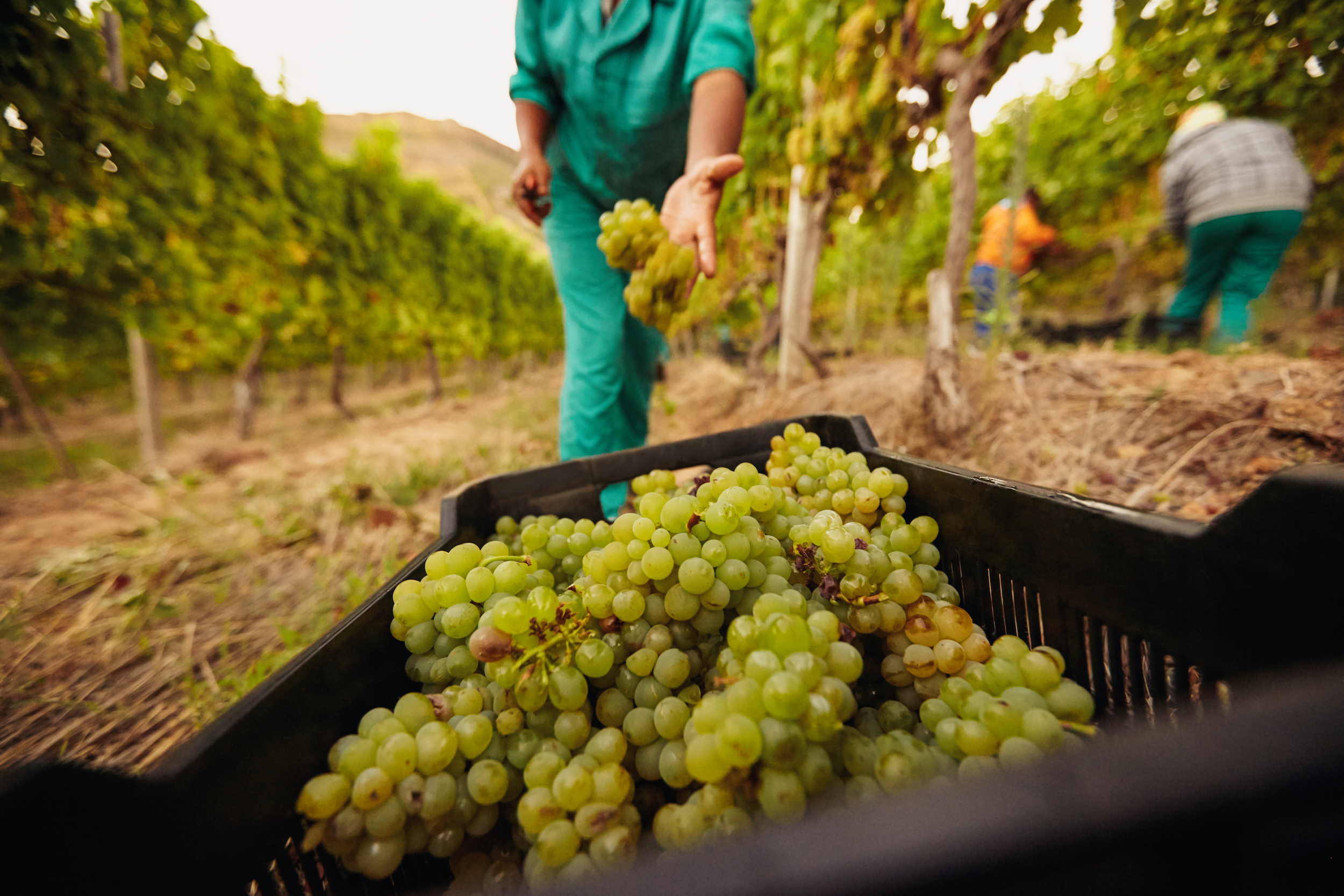 Ontario Fruit Picking Jobs