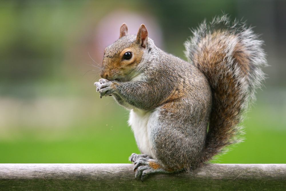 Les Animaux Du Canada Pvtistesnet