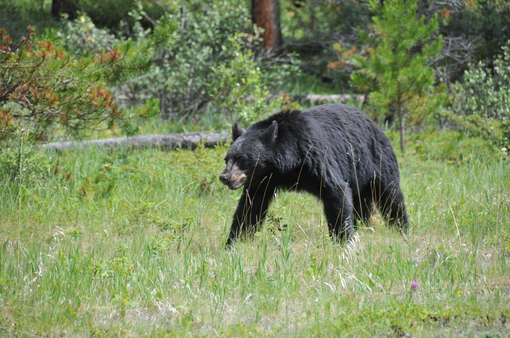 Les Animaux Du Canada Pvtistesnet