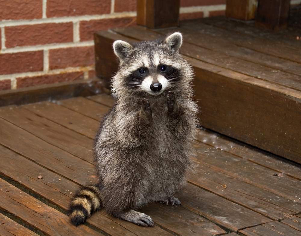 Transat Baby RACCOON