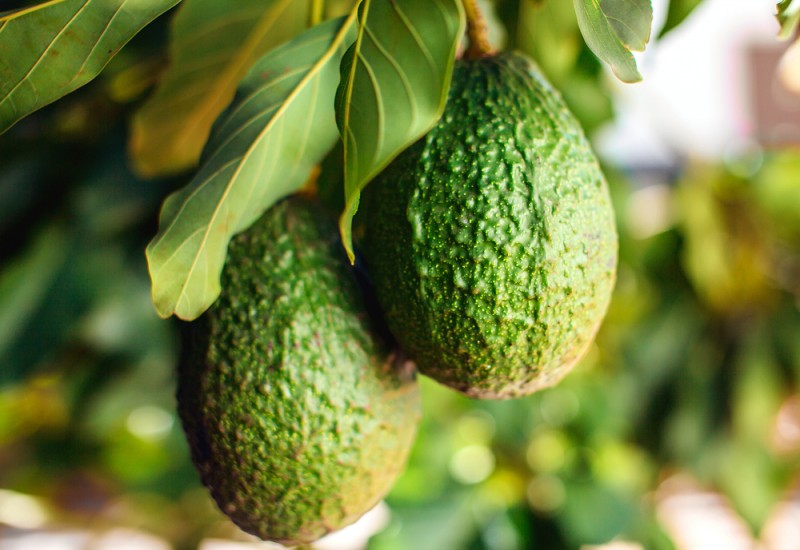avocat-travail-saisonnier-australie