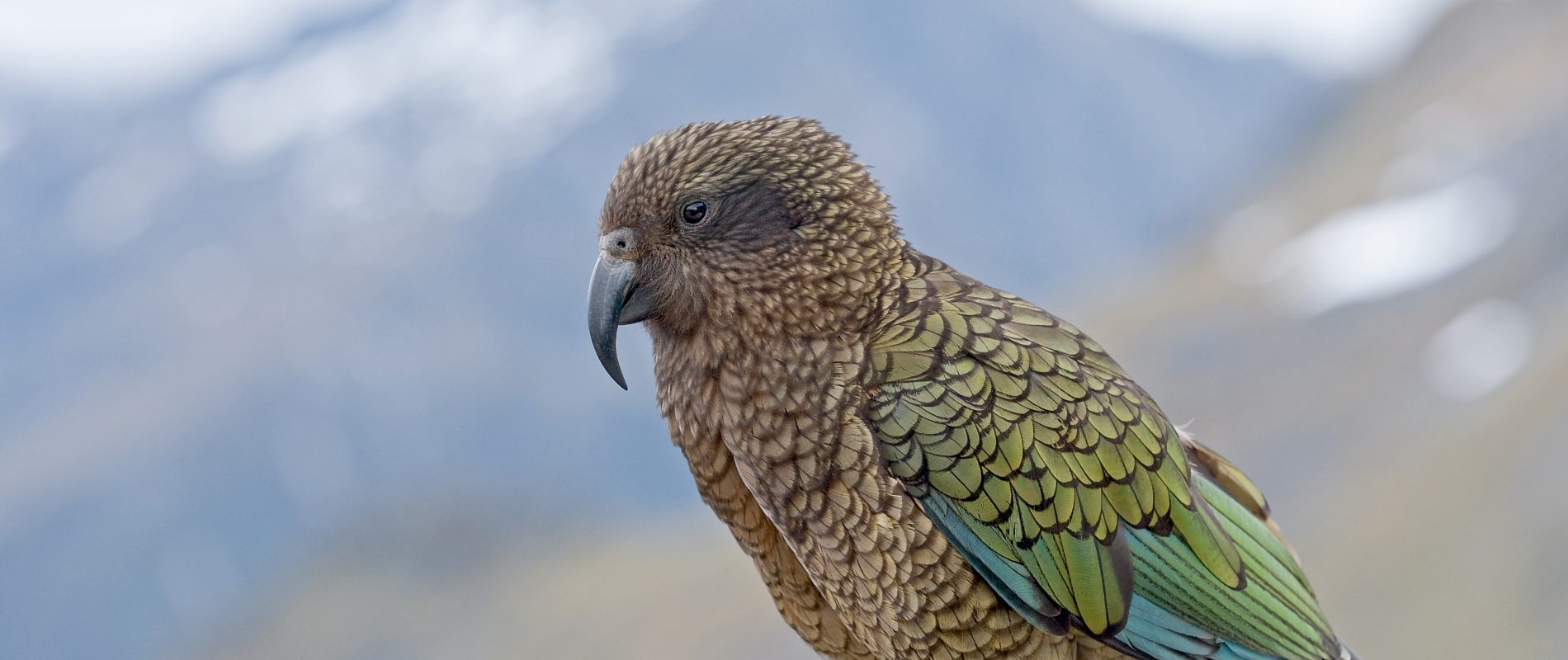 Le kéa de Nouvelle-Zélande : un perroquet dont il faut se méfier