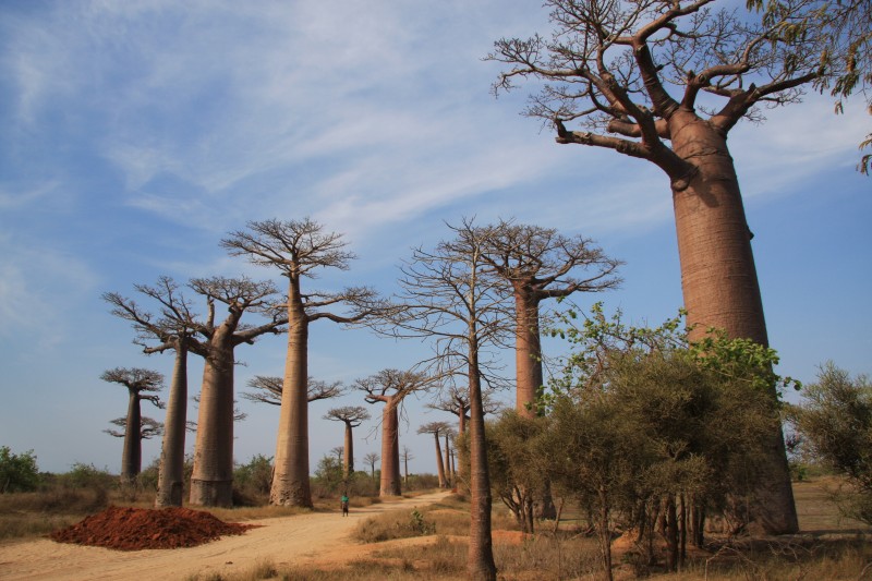 baobab