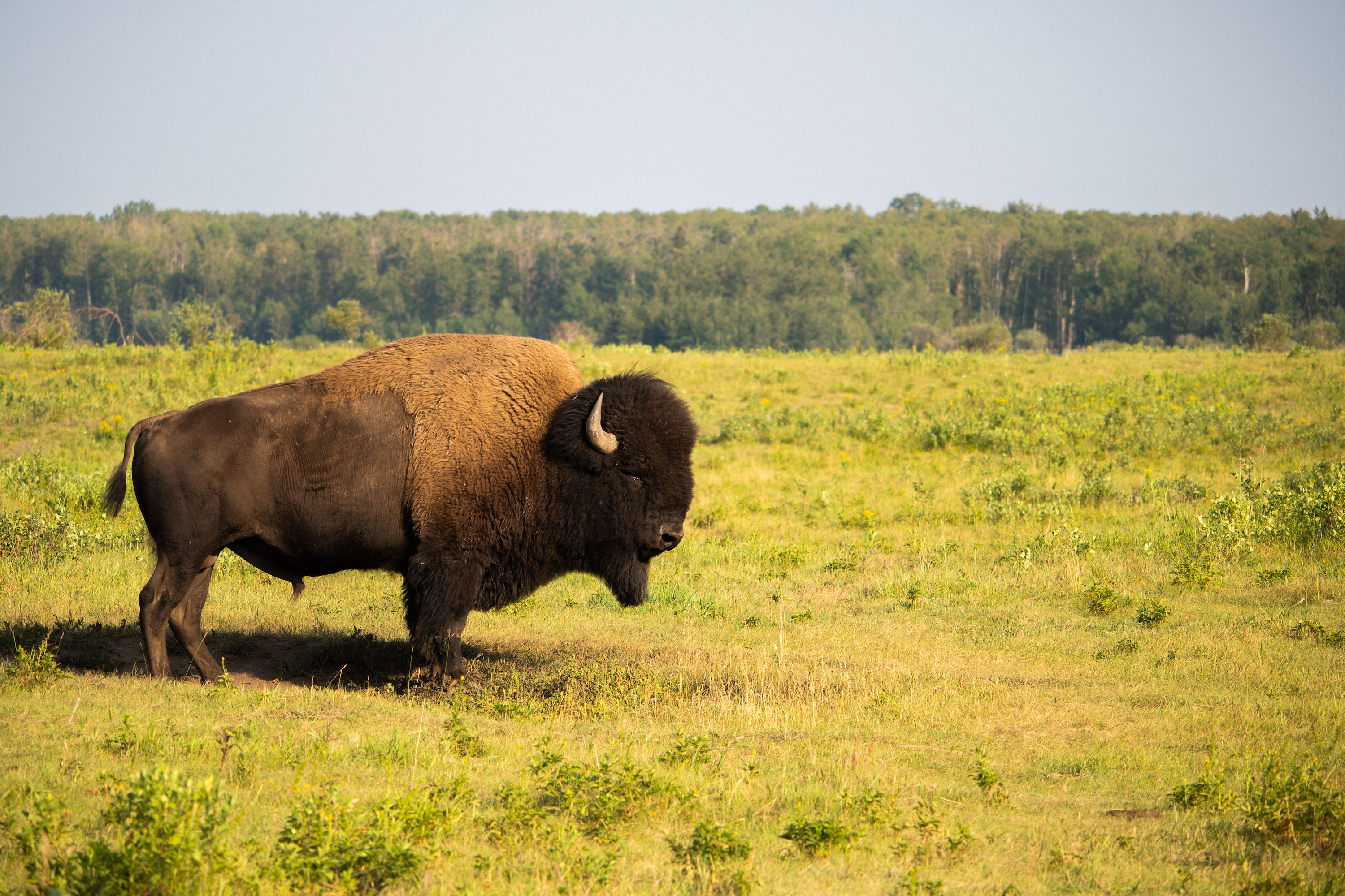 parc national de Wood Buffalo - Bison - Canada