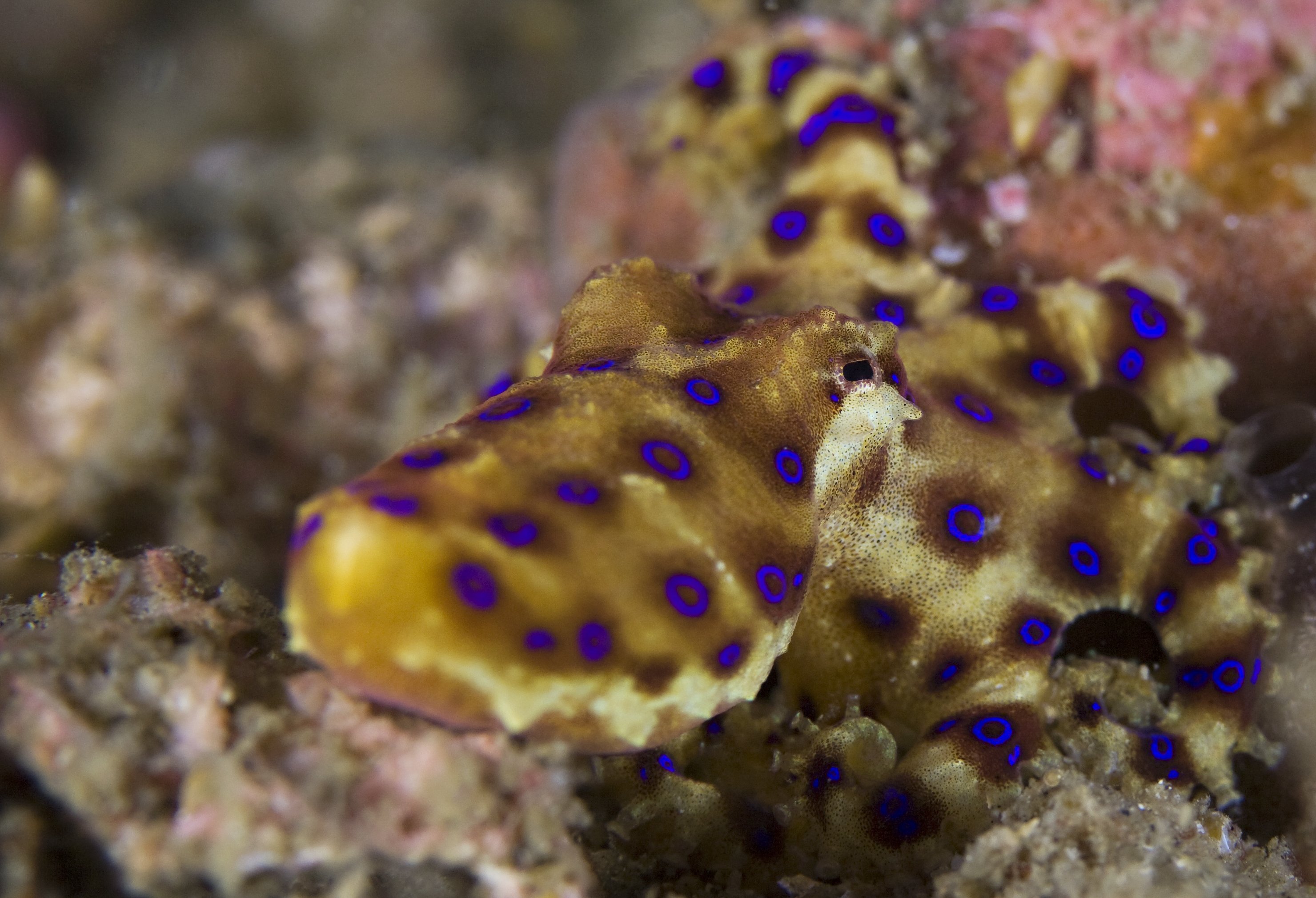 blue ringed octopus