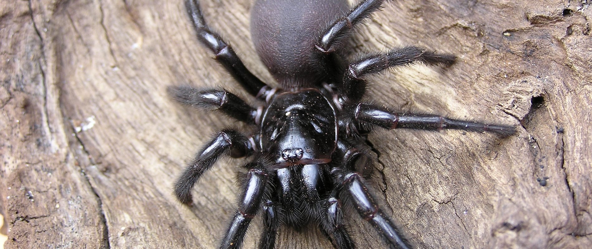 The 10 most dangerous animals in Australia (spiders, snakes...)