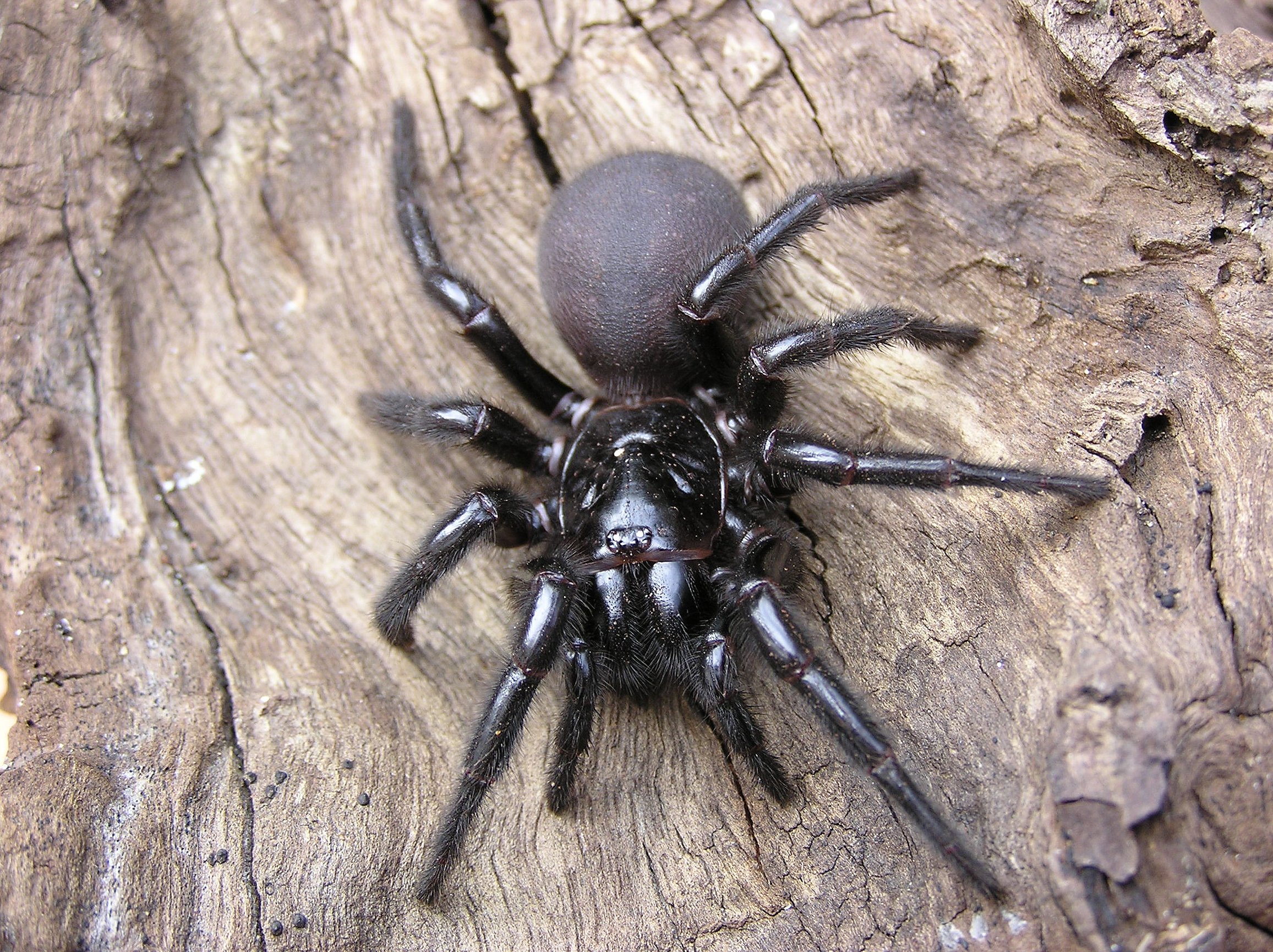 funnel web spider