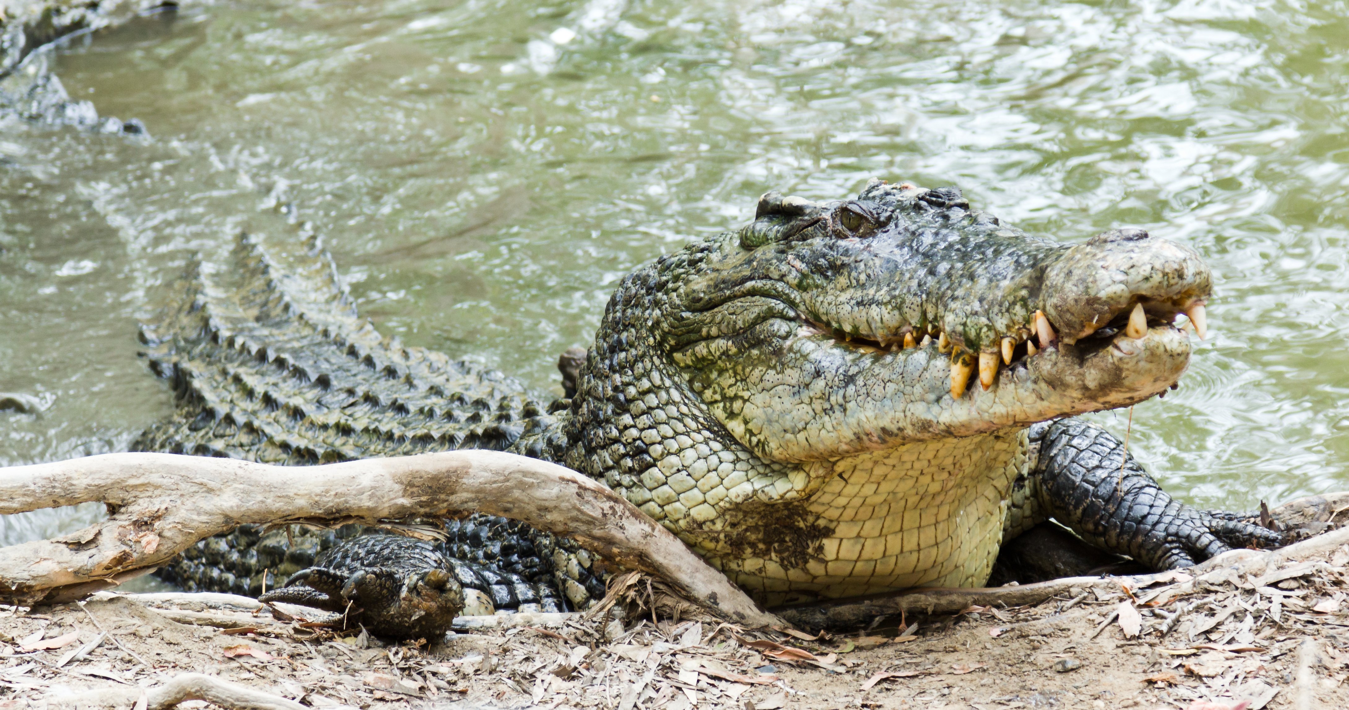 saltwater crocodile