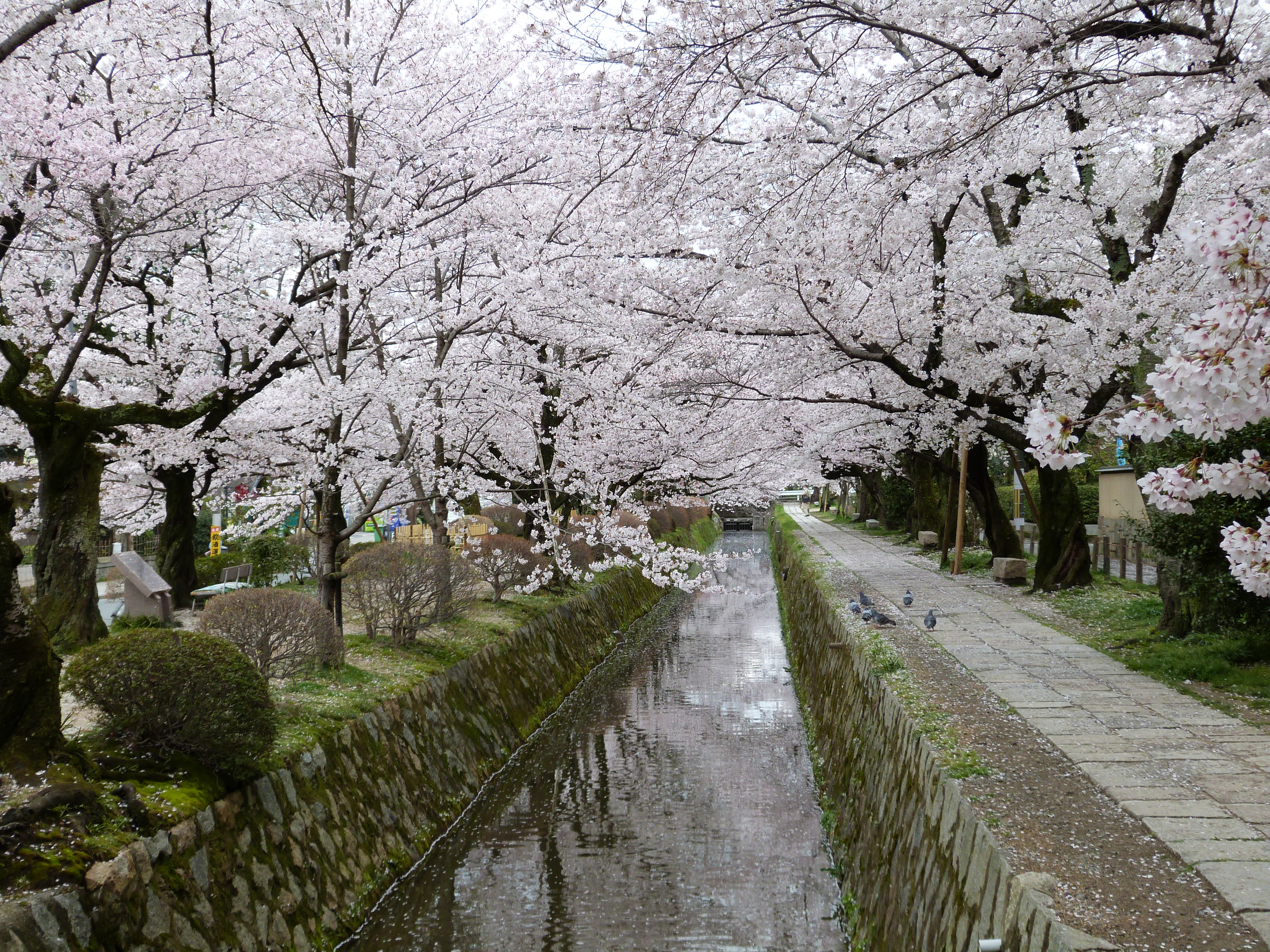 Gagnant concours photo sakuras en fleur pvtistes net