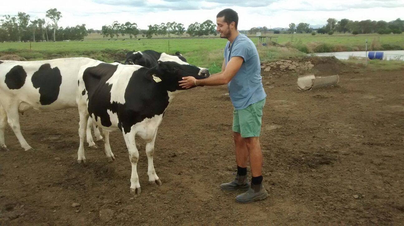 Assistant de recherche - Vaches - WHV Australie 2
