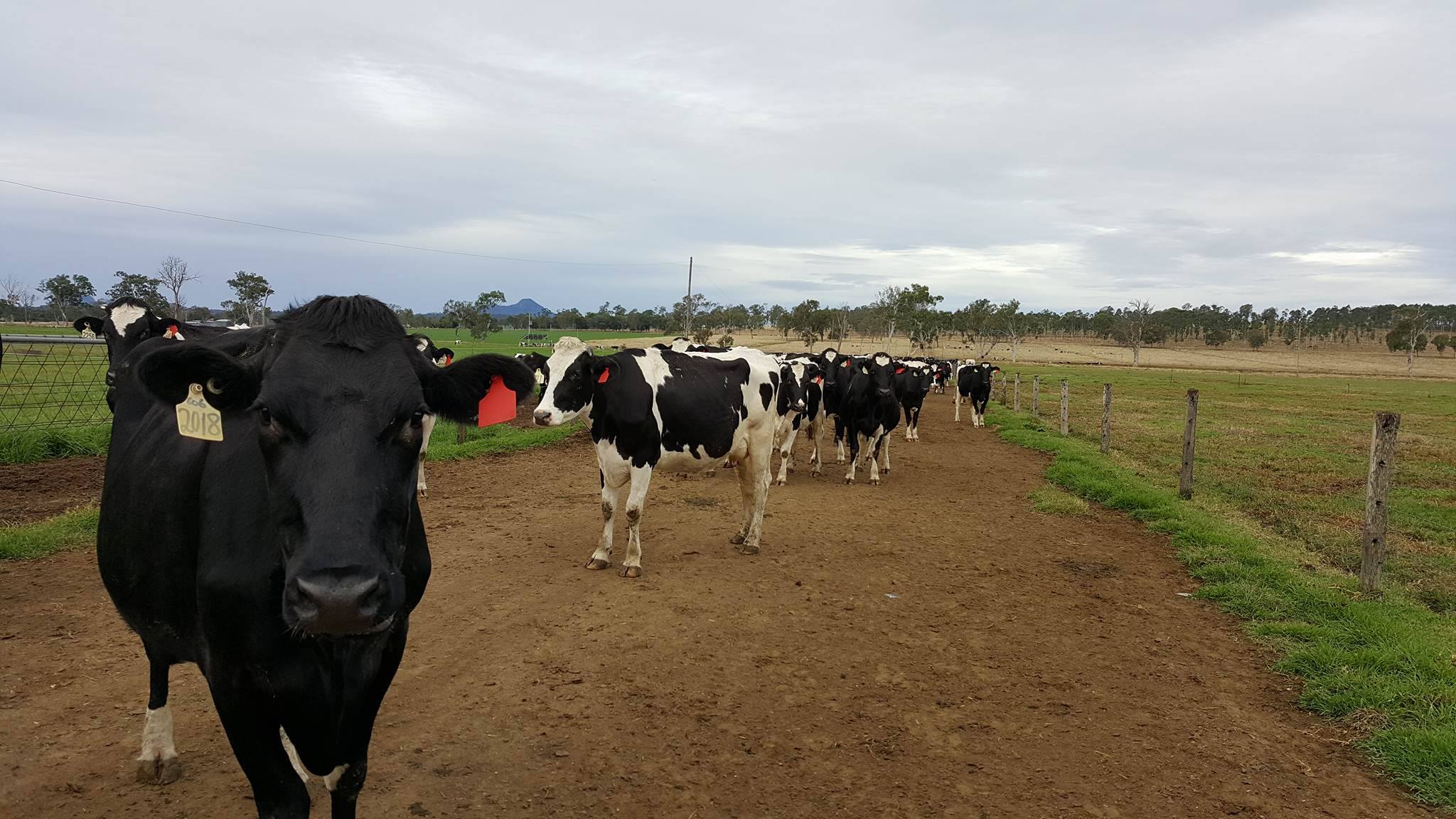 Assistant de recherche - Vaches -WHV Australie