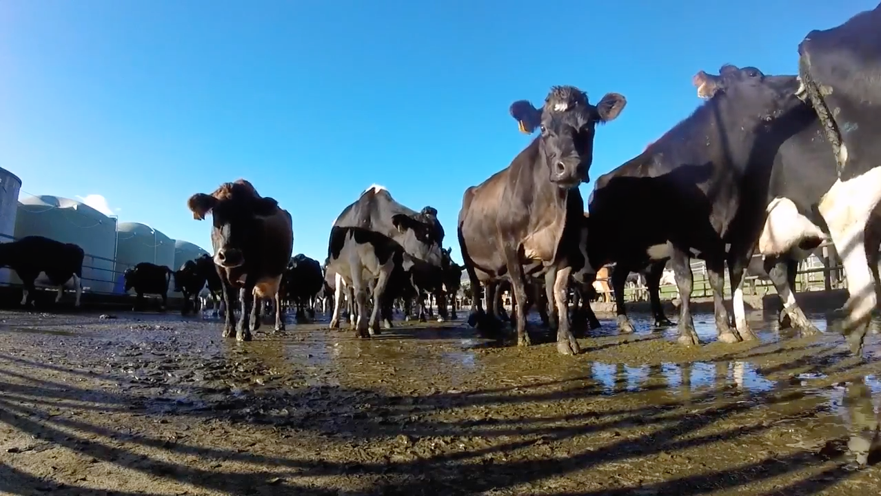 traire des vaches en Nouvelle-Zelande