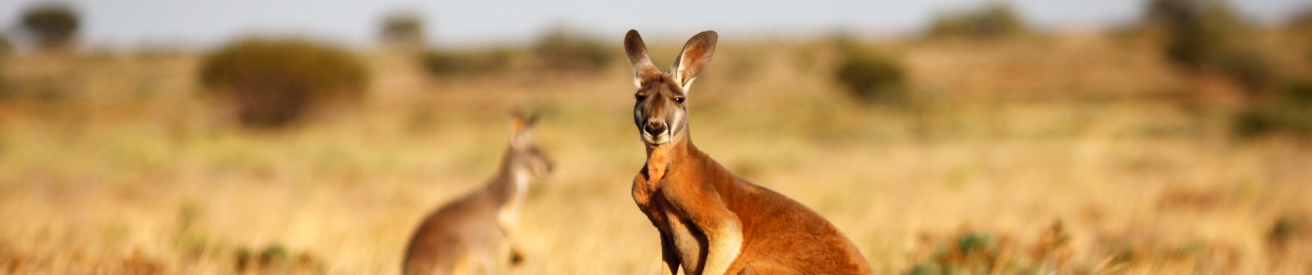 âge légal pour la datation en Australie célibataire pendant les vacances datant