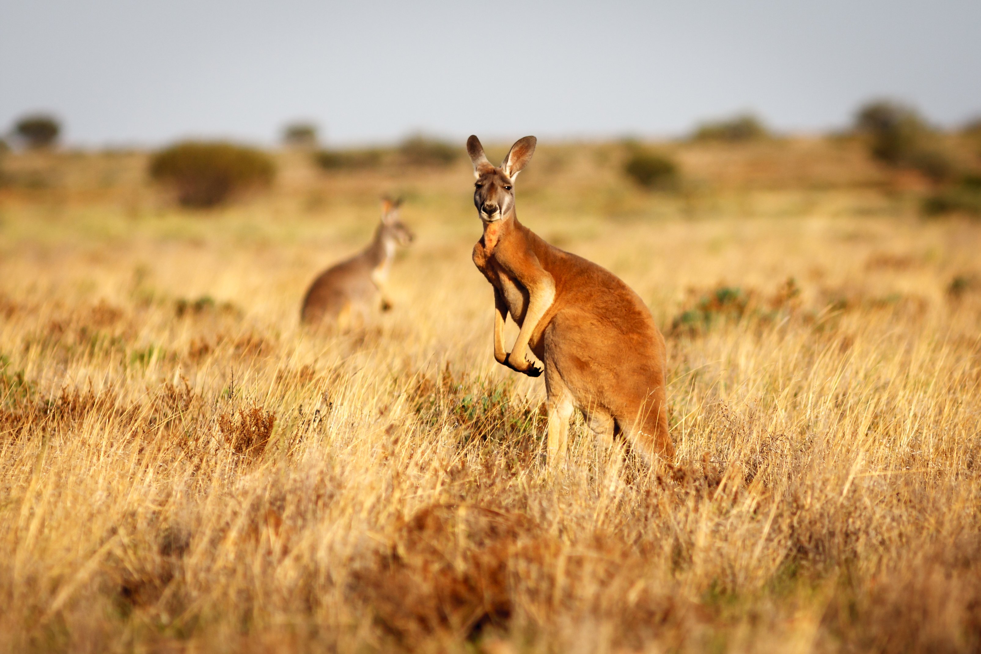 Avancees Sur La Modification De L Age Pour Le Pvt Australie A 35 Ans Pvtistes Net