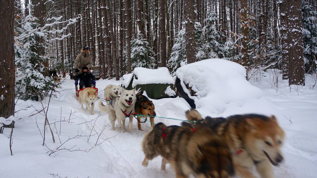 Interview Mathieu - Chiens de traineaux