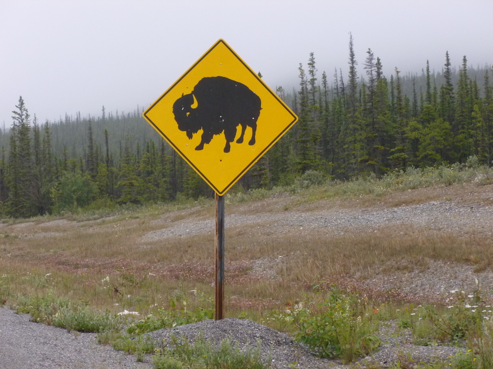 40-Bisons, Alaska Highway