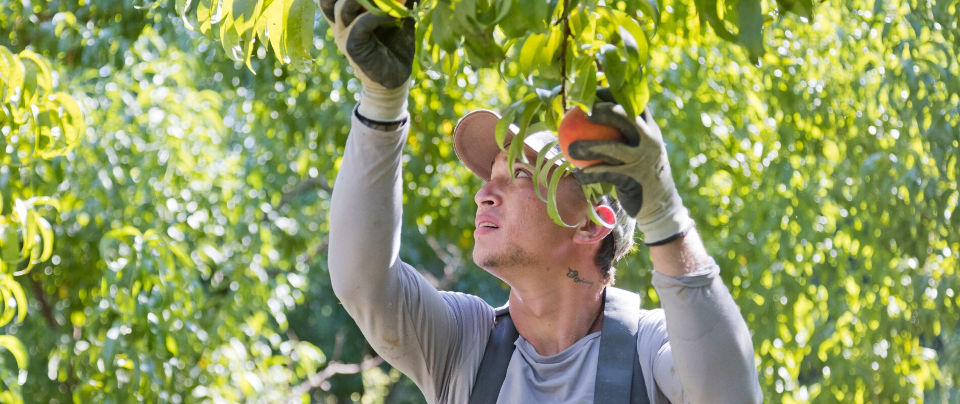 Le travail saisonnier (picking/packing) sur l'Île du Nord - Pvtistes.net