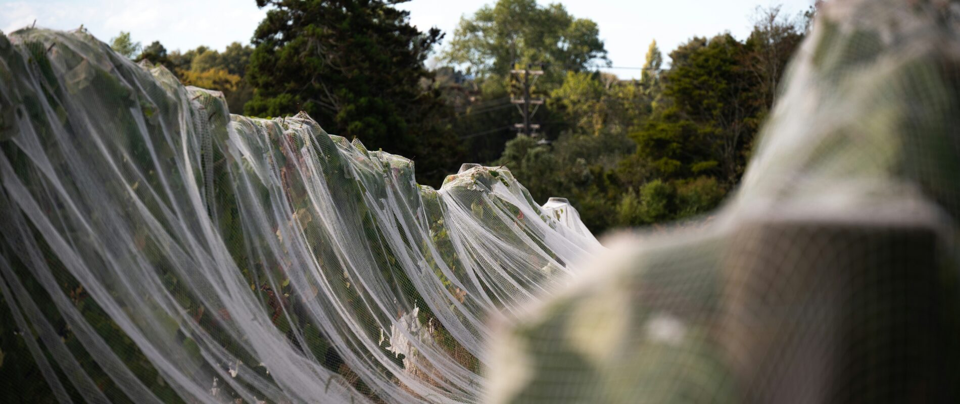 Le travail saisonnier (picking/packing) sur l'Île du Sud - Pvtistes.net
