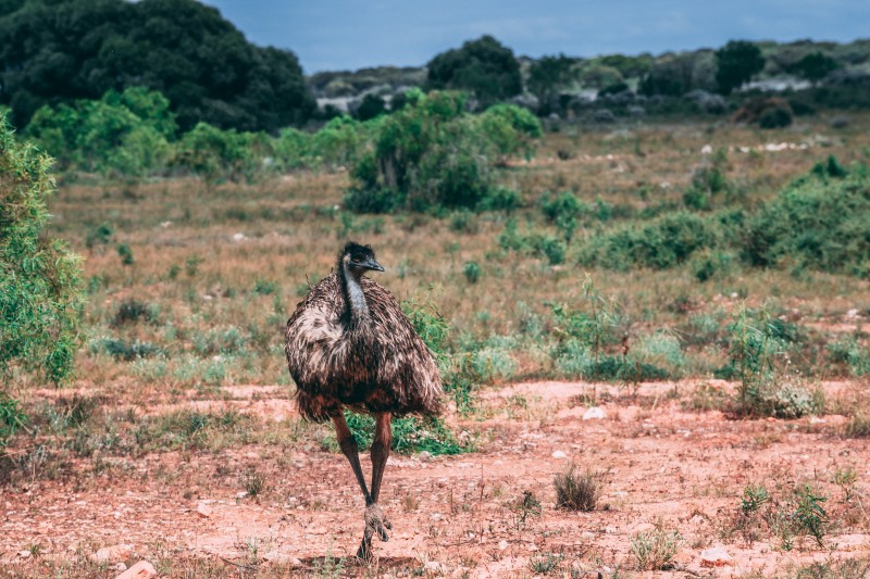 Emeu-animaux-australie