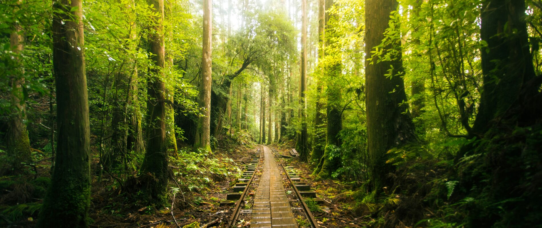 Studio Ghibli : explorez les lieux réels de ses films cultes