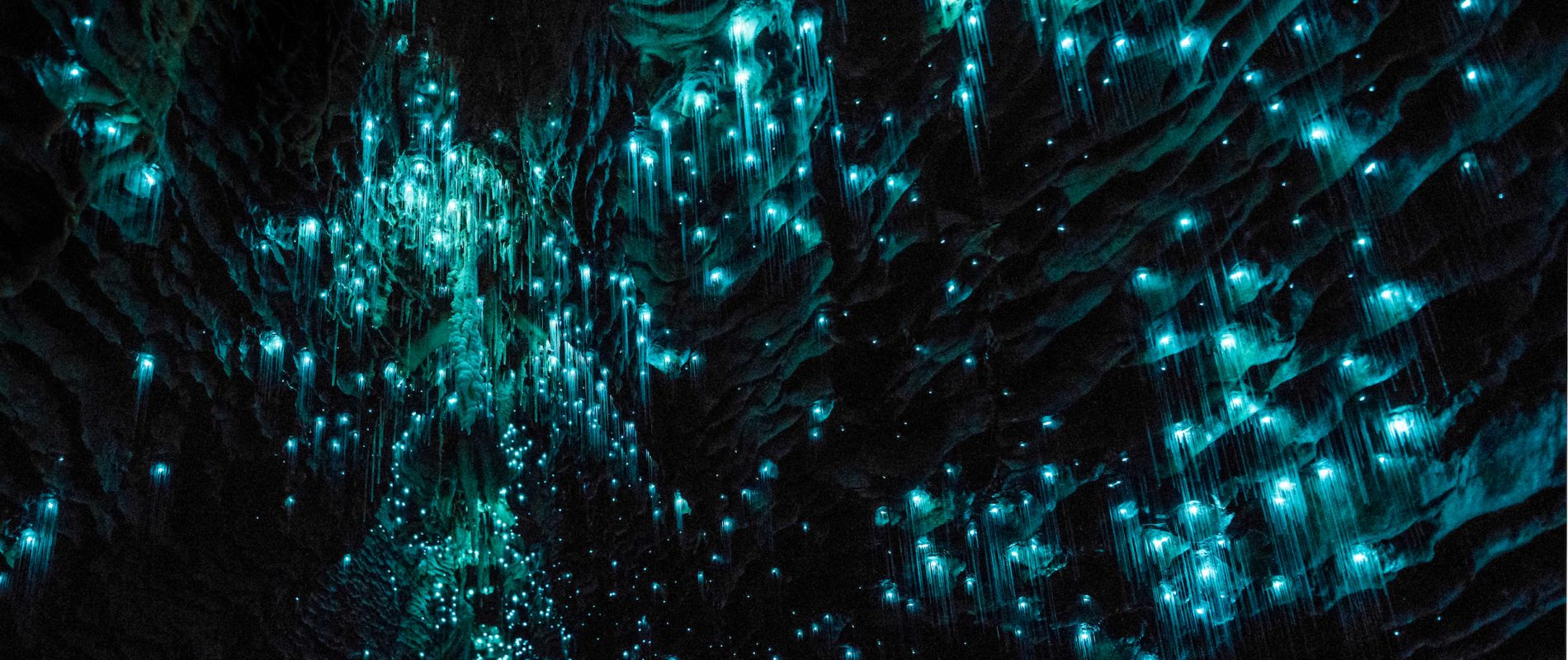 Voir des vers luisants en Nouvelle-Zélande (Grottes de Waitomo / Waipu)