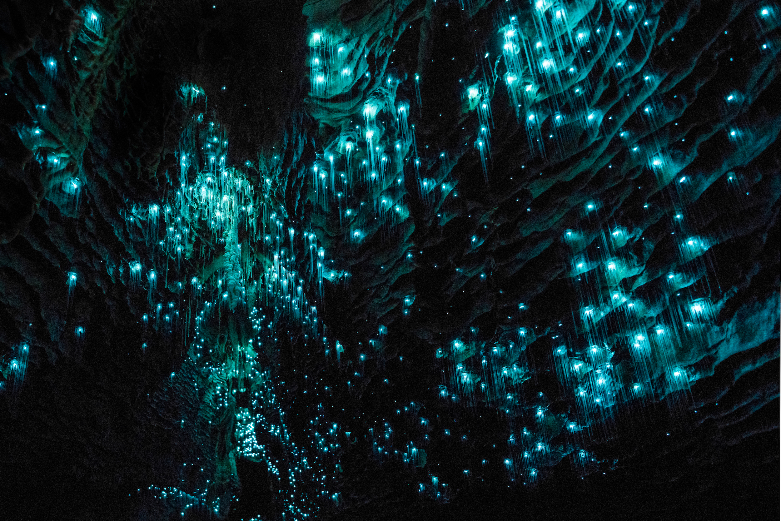 Waitomo Caves - vers luisants en Nouvelle-Zelande