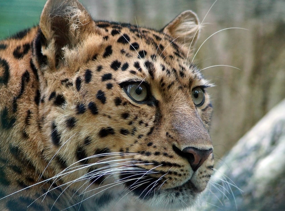 Leopard AMur