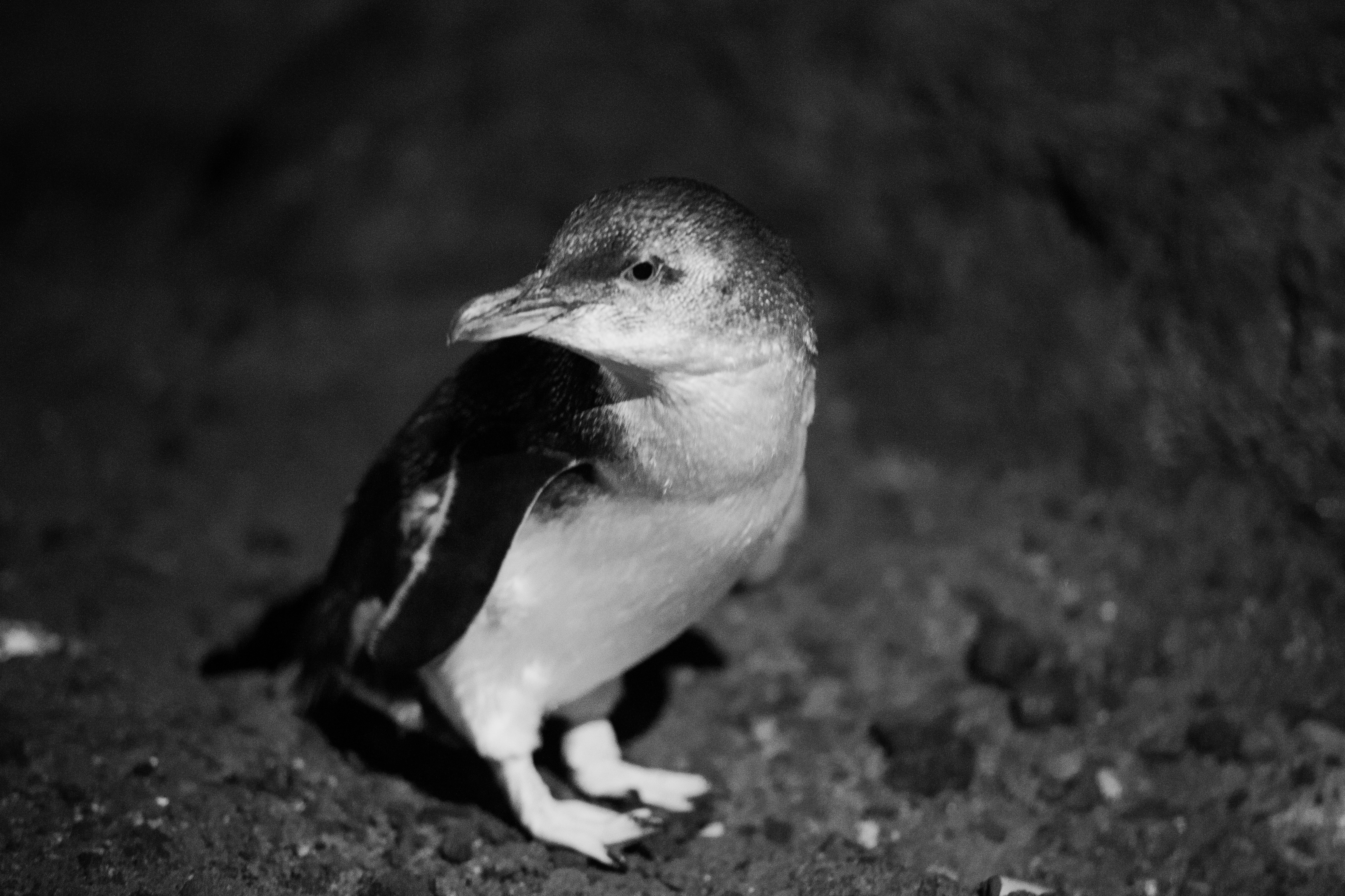 Manchots-St-Kilda-fairy-penguins-4