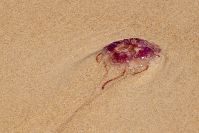 Fraser-Island-meduse