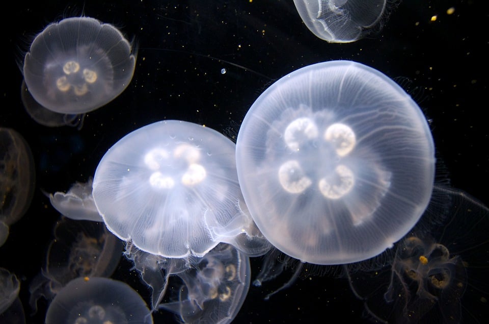 Jellyfish in Australia