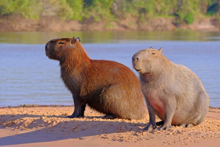 Les animaux en Argentine : tour du pays pour les découvrir - pvtistes.net