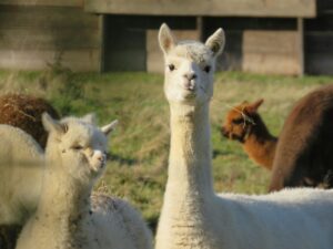 animaux argentine