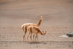 animaux argentine