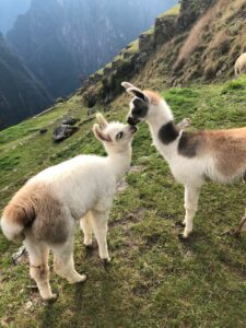 animaux argentine 