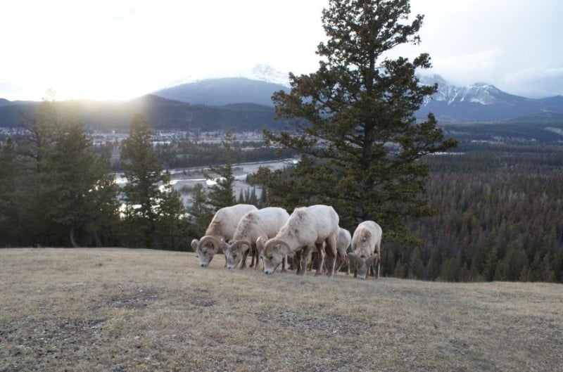 rocheuses canadiennes pvtistes