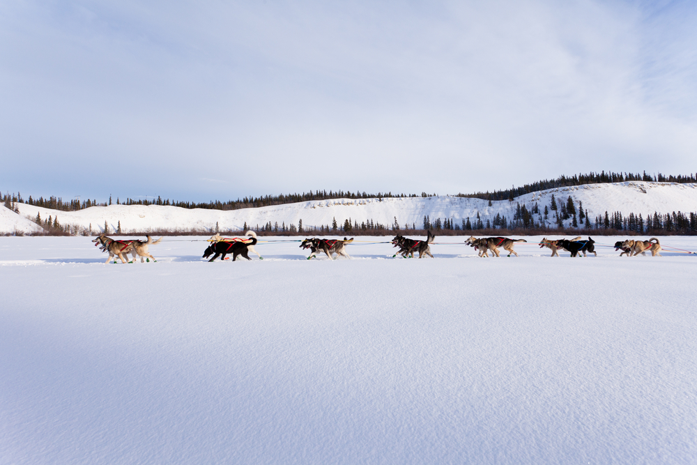 yukon-quest-pvt-canada