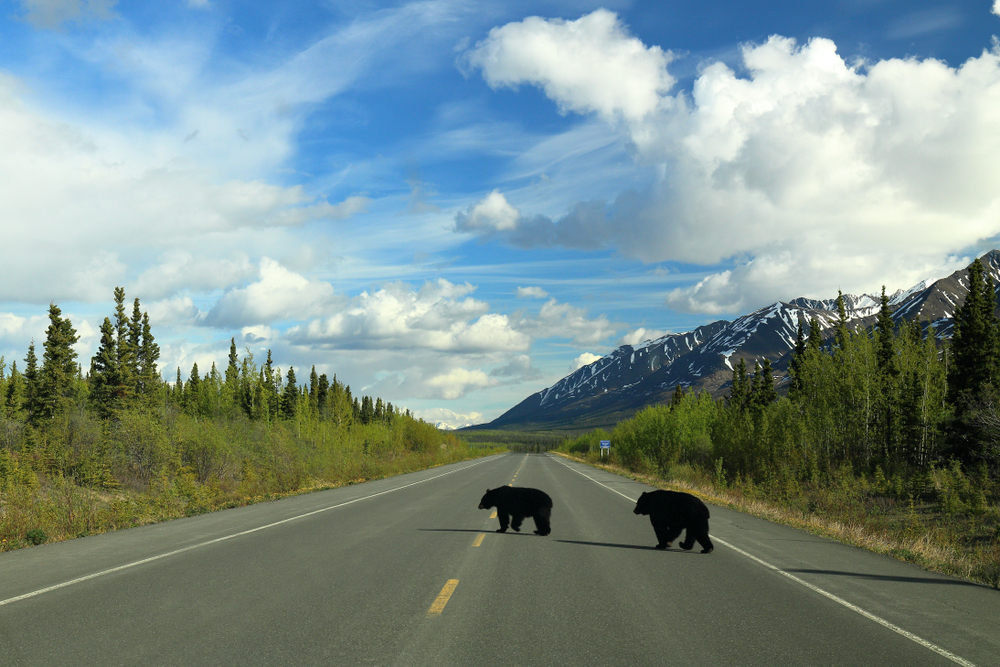 yukon-wildlife-pvt-canada