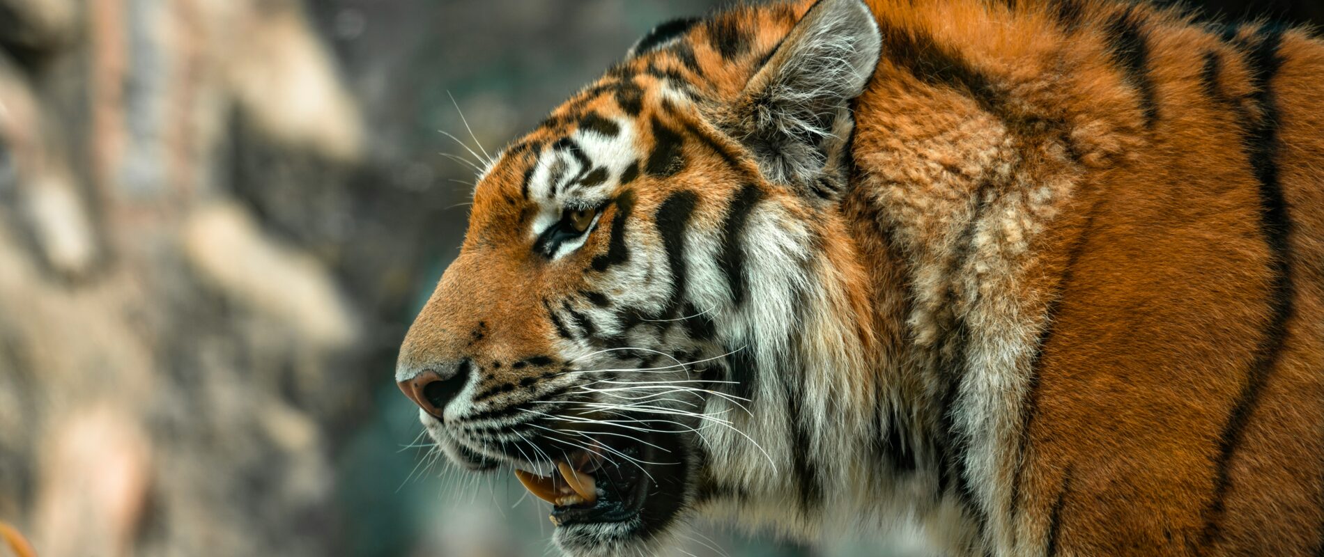 Animaux de Corée du Sud : découvrez la faune sauvage du pays