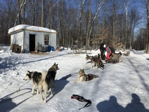 chien de traineau canada