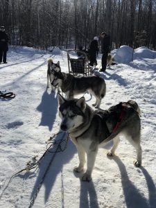 chien de traineau canada