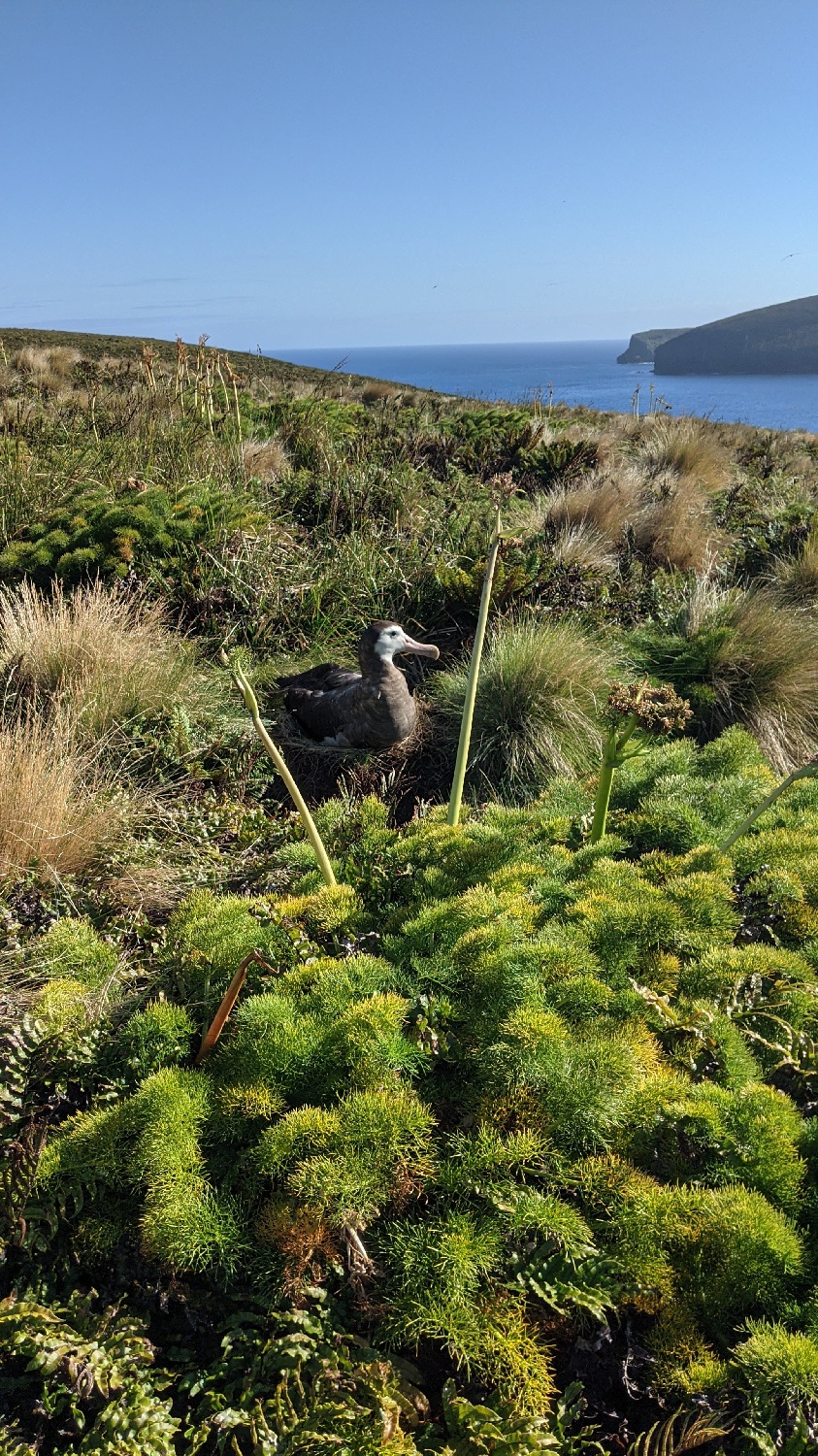 Edouard de la NouvelleZélande aux Îles des Antipodes en voilier