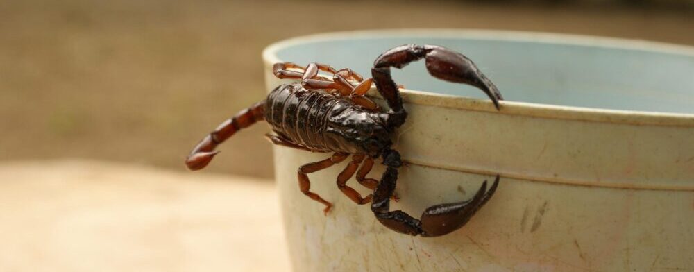 scorpion animaux du mexique