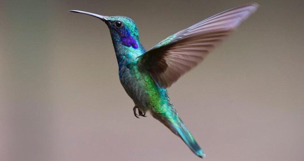 colibri animaux du mexique
