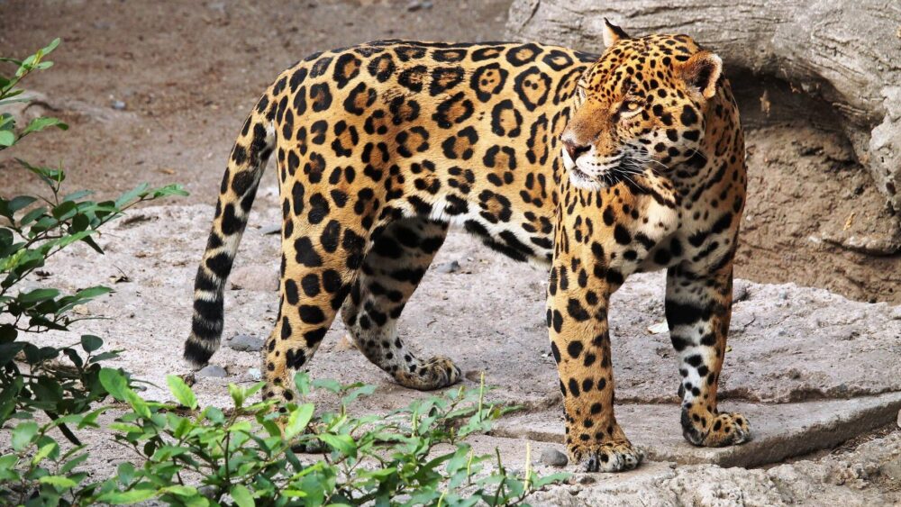 jaguar animaux du mexique