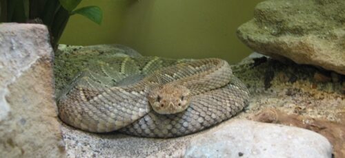 serpent crotale animaux du mexique