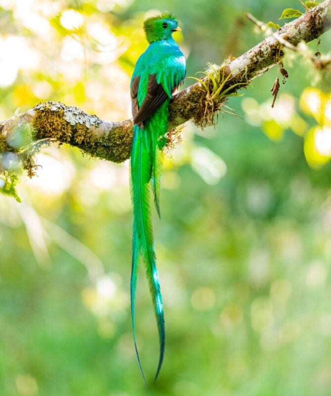quetzal animaux du mexique