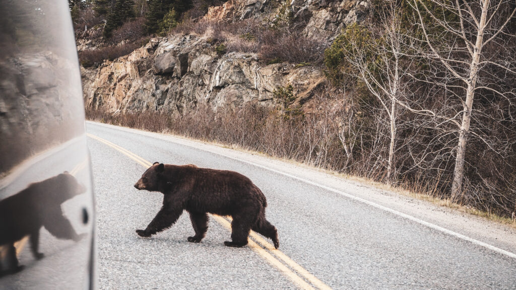 grizzli sur la route