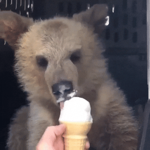Ours qui mange une glace